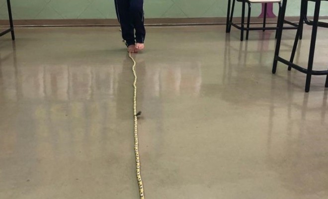 Os educandos do Maternal III, aprenderam brincando de equilibrista e exploraram movimentos corporais andando sobre cordas posicionadas em linha reta, ondulada e com voltas.